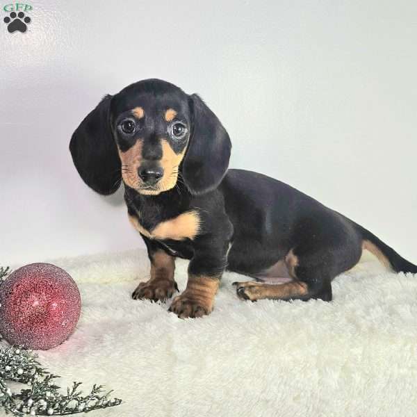 Rocket, Dachshund Puppy